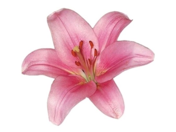 初恋を手放す方法