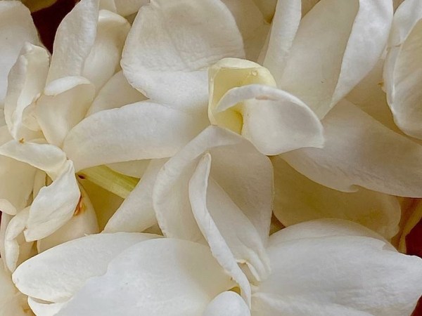 【母の日ギフト】タイ式・母の日のすすめ